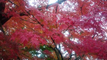 【九州・福岡】太宰府天満宮の近くにある縁結びの神様！竈門神社の紅葉を見てきた。