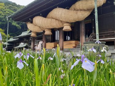 【福岡】年に2回の光の道以外に平常時に見るところはある！？おすすめ観光地！嵐のCMで有名になった宮地嶽神社に行ったら菖蒲が綺麗だった。