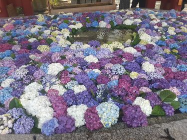 【福岡】太宰府天満宮は花菖蒲と紫陽花が一緒に楽しめる！ただ、2021年コロナ緊急事態宣言中はランチの場所に注意！