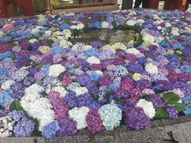 太宰府天満宮で紫陽花の花手水を楽しむ！花菖蒲情報も。【福岡観光】