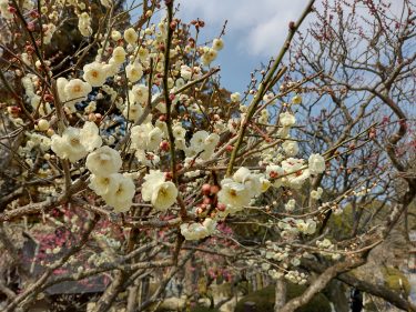 【福岡】2022年2月末。太宰府天満宮で見ごろの梅の花を堪能してきた！